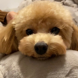 mi