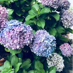 蒼