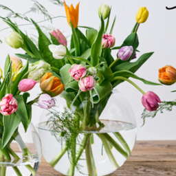 TULIP