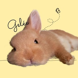 ange-lapin1