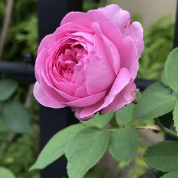 and rose 
