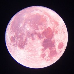 sakura3969
