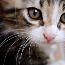 Ragazza gatto