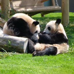 panda-0117