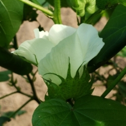 Lena's Cotton