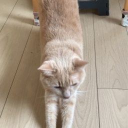 猫大好き