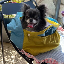 daisy-skydog