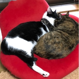 チカとフミコ