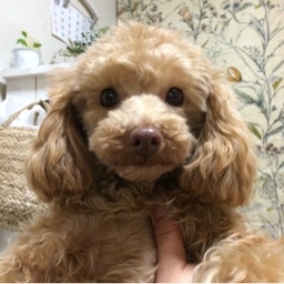 cookie0505