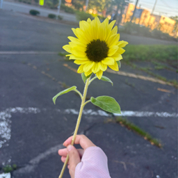 たま