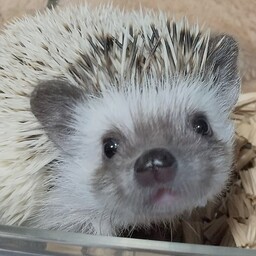 しおん