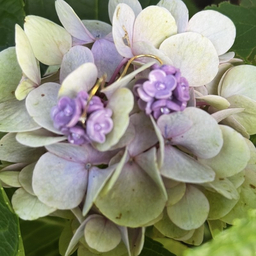 gracegarden315