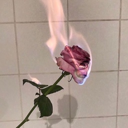 こはは