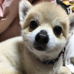 ちゃむりん