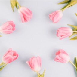 tulip.pu