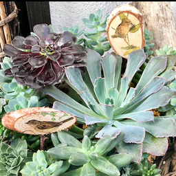 ー植物のごちそうー