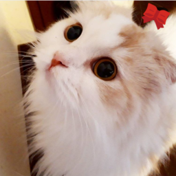 plus myu