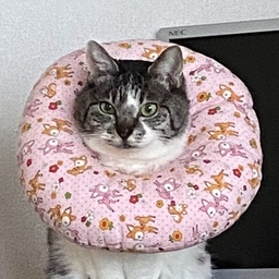 syakucats