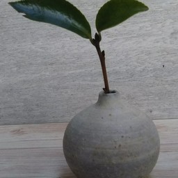 bochibochiikoka