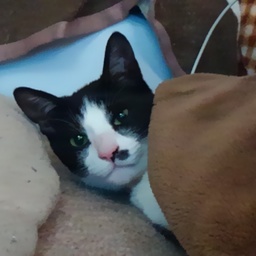 にゃーご