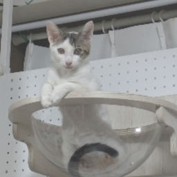 ぺこぷ