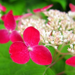 hydrangeas