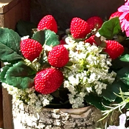 popcotton
