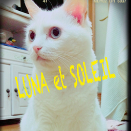 runaluna88