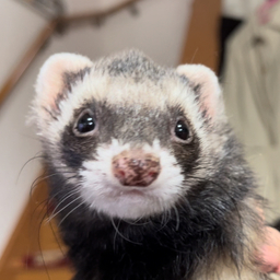 さいん