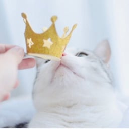 mamimama