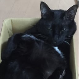 ねこ丸