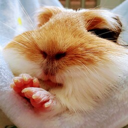 うめちの森