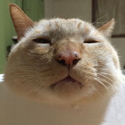 ゆきお屋