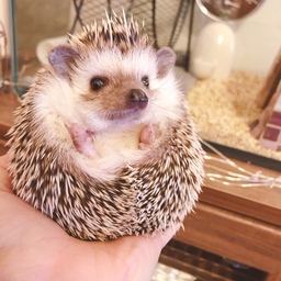 champy