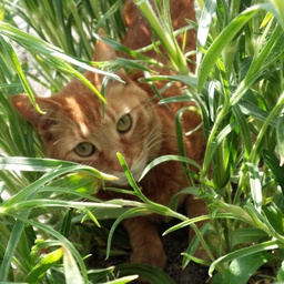 青空キャット