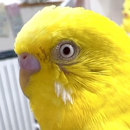 黄鳥　KIDORI