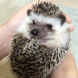 Strawberry&Hedgehog