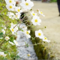 花ノ音