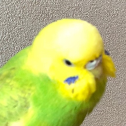 ぴーさん