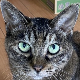 さもきち