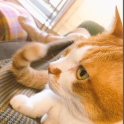 大橋家の猫々