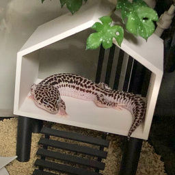 YUKI