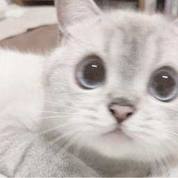 てんしちゃん