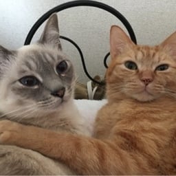 きなこもち