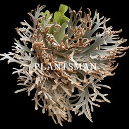 PLANTSMAN