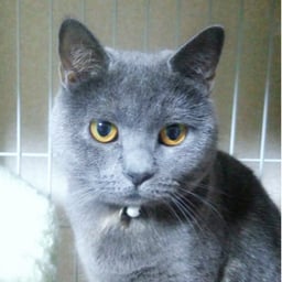 シャテーニュ