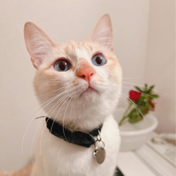 ハンドメイドアクセサリーmew♡mew