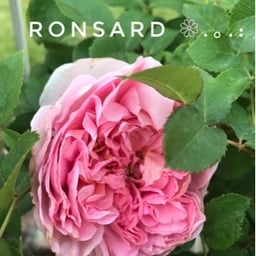 ロンサール