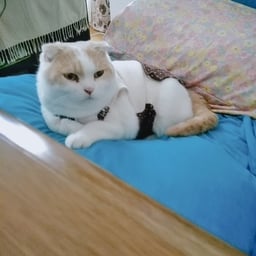 hamuunagi