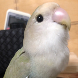 popo&purun  休止中